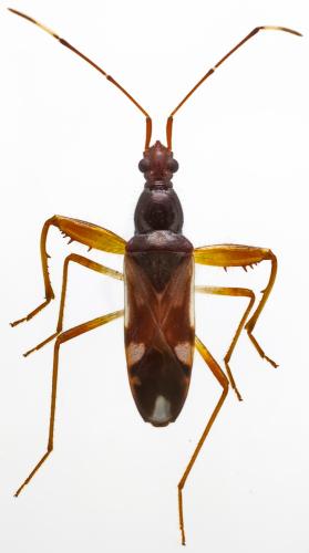 Pseudopamera aurivilliana